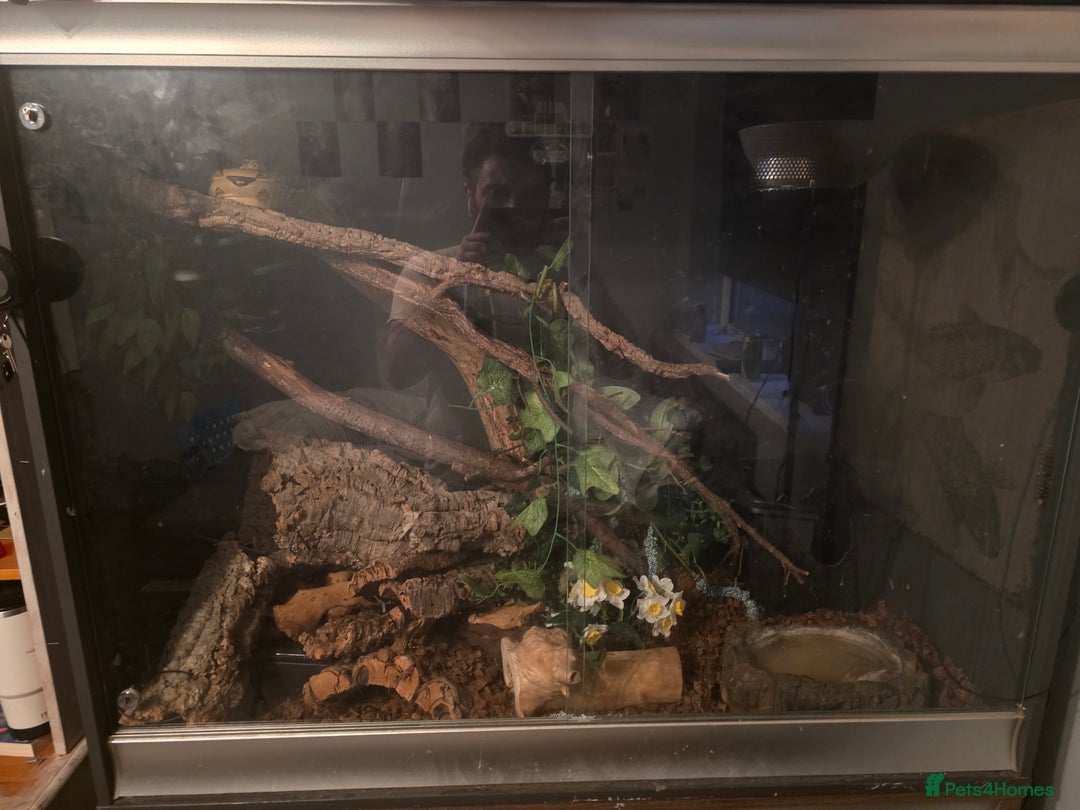 Boa Snake reptiles for sale: Brother and sister with tanks  - Advert 2