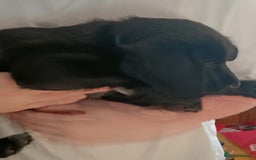 Mixed Breed dogs for sale: Puppies - Image 4