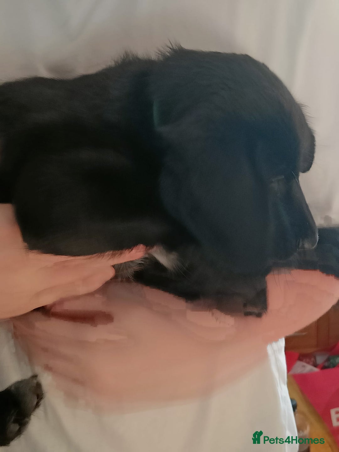 Mixed Breed dogs for sale: Puppies - Image 4