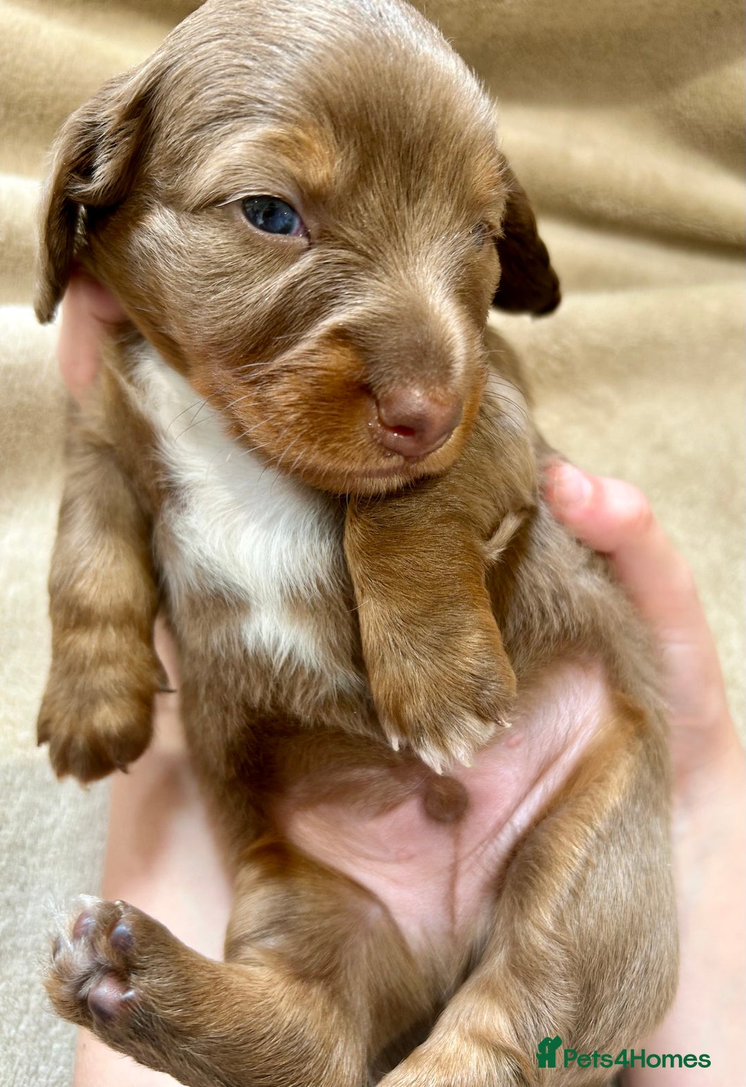Miniature Dachshund dogs for sale: Stunning Kc Reg Long Hair Mini Dachshund puppies  - Image 19