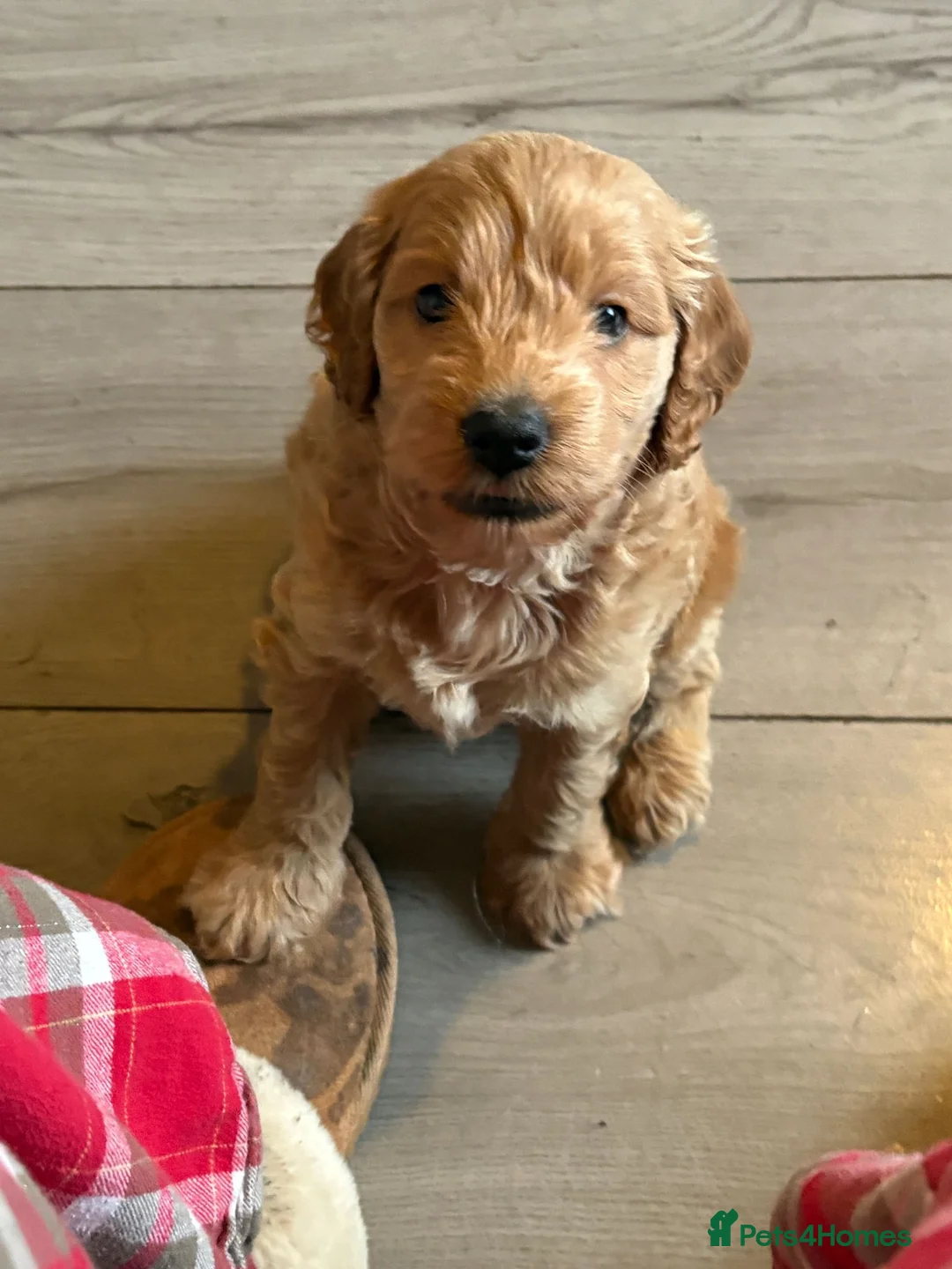 Cockapoo dogs for sale: Beautiful cockapoo puppies  - Advert 12