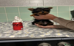 Yorkshire Terrier dogs for sale: Tiny Yorkshire terrier boy - Image 6