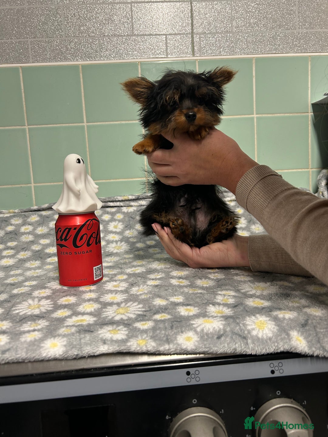 Yorkshire Terrier dogs for sale: Tiny Yorkshire terrier boy - Image 6