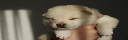 Japanese Shiba Inu dogs for sale: Cream Japanese Shiba Inu male  - Advert 4