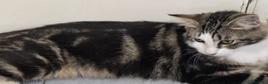 Mixed Breed 1