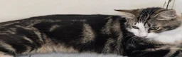 Mixed Breed cats for sale: Two boys needing a home  - Advert 10