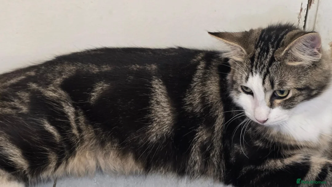 Mixed Breed cats for sale: Two loving cats needing a home - Advert 12