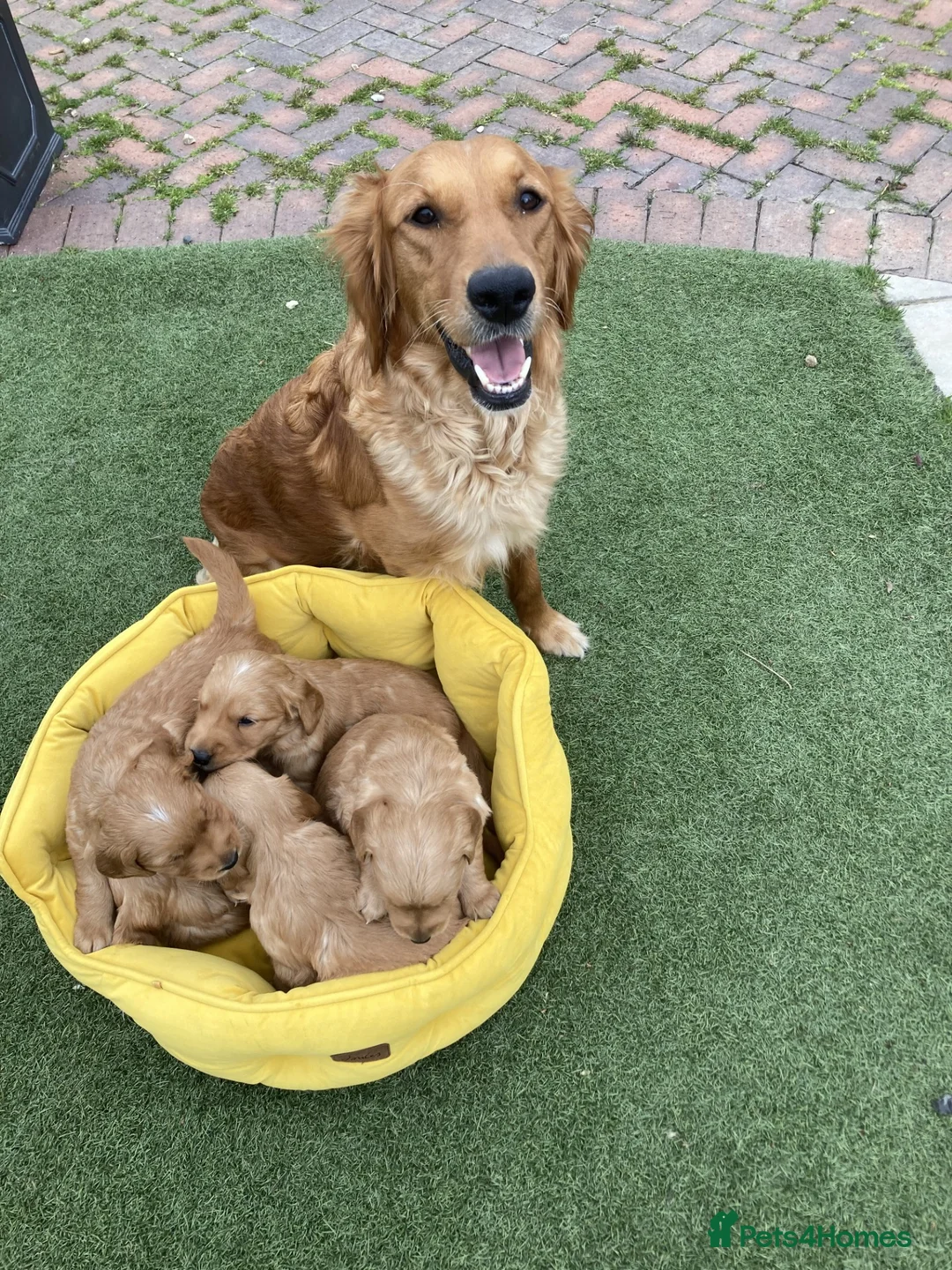 Golden Retriever dogs for sale: Gentle and Gorgeous Golden Retriever Puppies!  - Advert 6