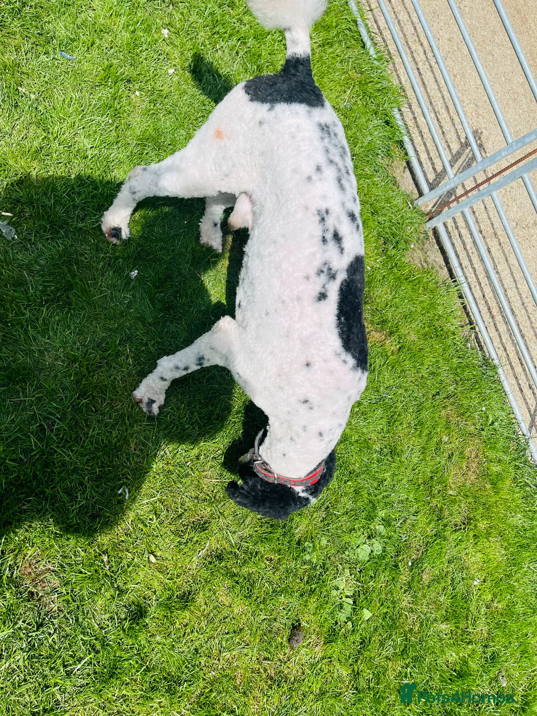 Standard Poodle dogs for stud: Standard party poodle in Marlborough - Advert 33