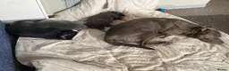Mixed Breed dogs for sale: 3 male pups for sale  in Galashiels - Advert 2