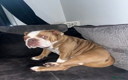 English Bulldog dogs for sale: Bonnie  - Image 8