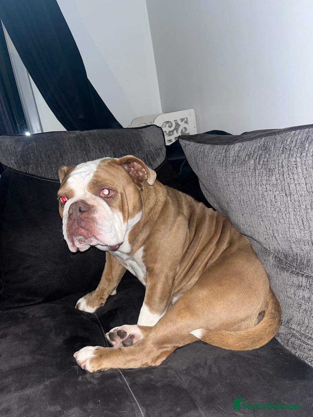 English Bulldog dogs for sale: Bonnie  - Image 8