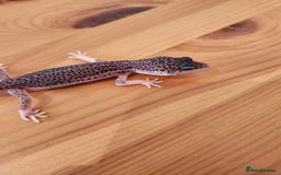 Leopard Gecko reptiles for sale: Baby Leopard Gecko - Mack Super Snow Morph - Image 4