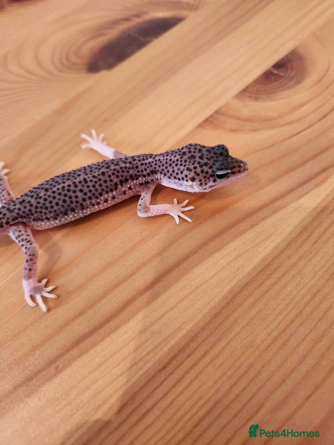 Leopard Gecko reptiles for sale: Baby Leopard Gecko - Mack Super Snow Morph - Image 4