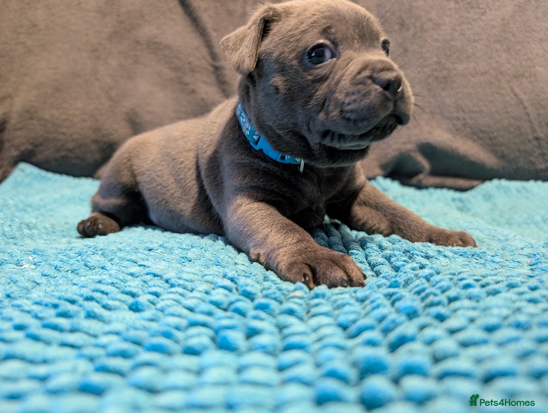 Staffordshire Bull Terrier dogs for sale: KC registered beautiful staffies puppies to sell - Advert 9