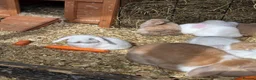 Mini Lop rabbits for sale: Baby mini lops - Advert 2