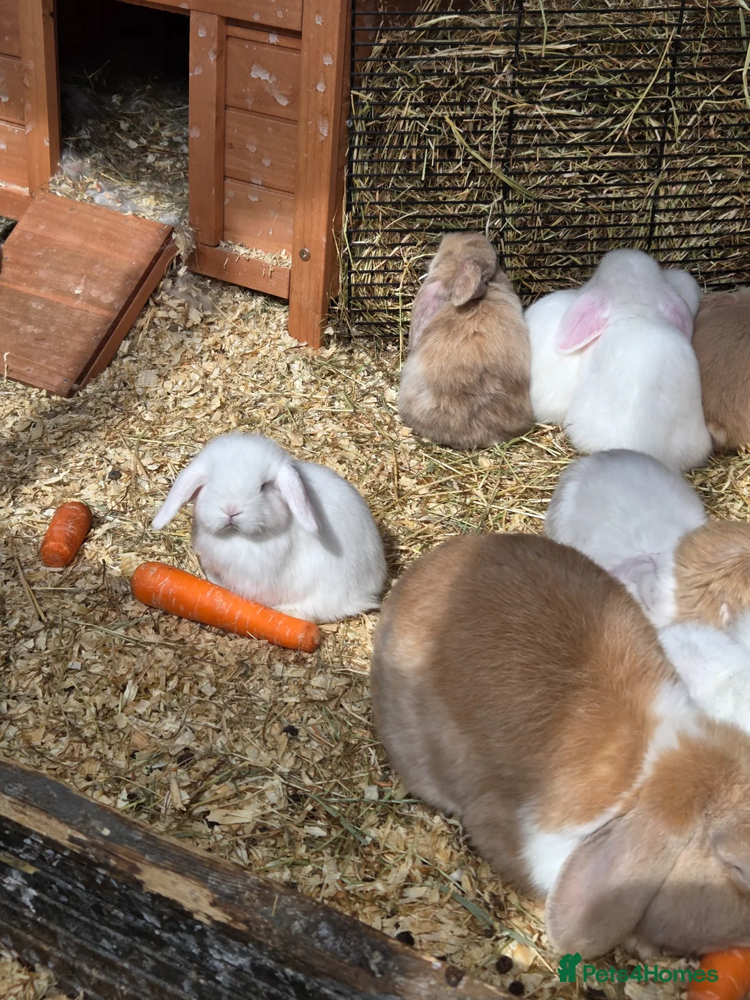 Mini Lop rabbits for sale: Baby mini lops - Advert 2