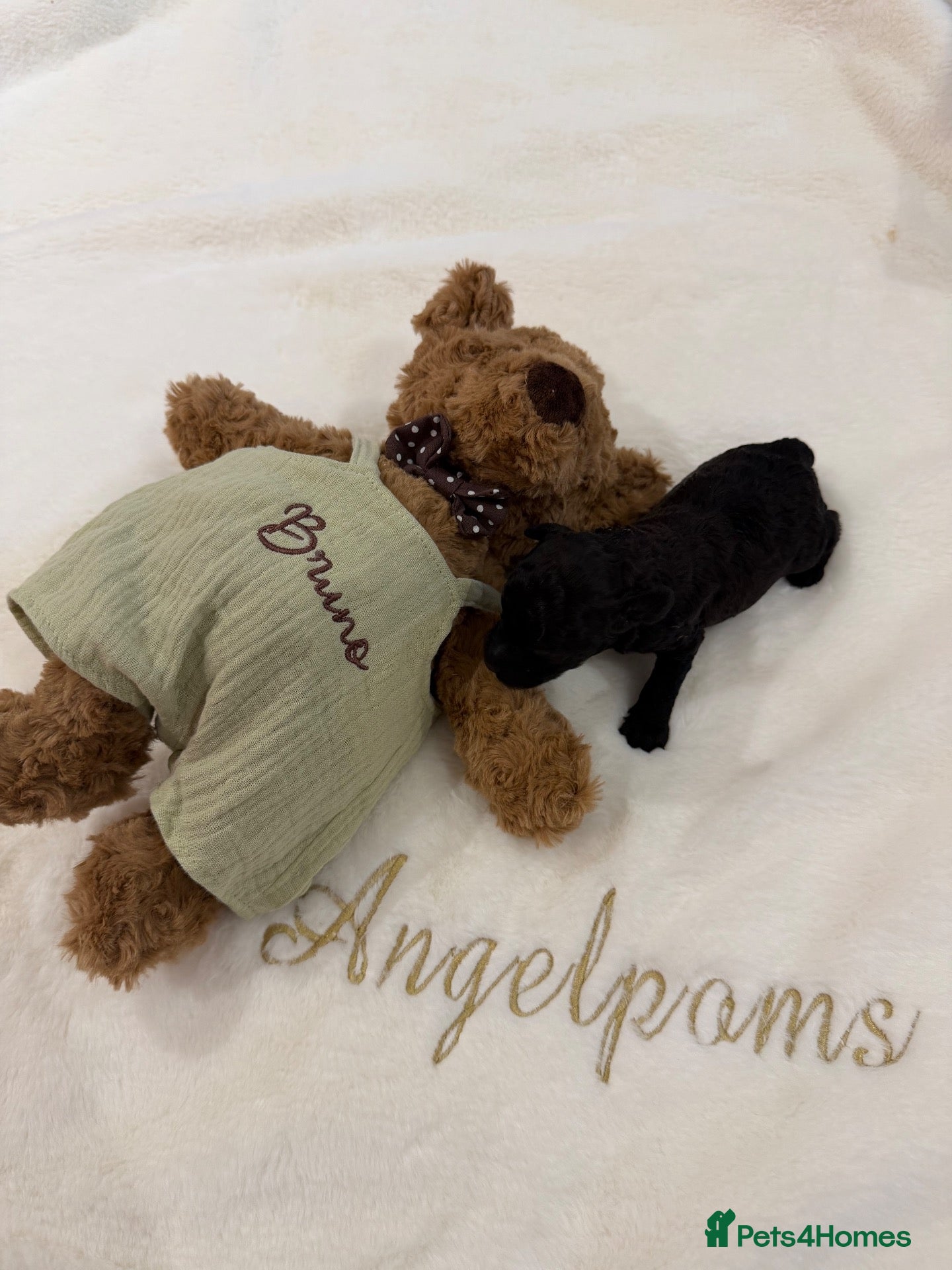 Toy Poodle dogs Asian x toy poodle  - Advert 6