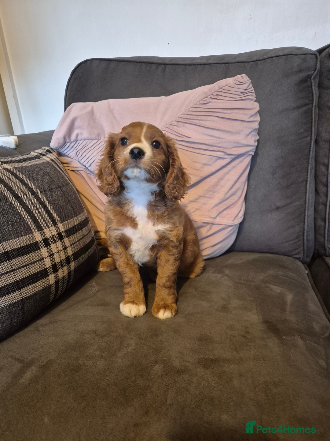 Cockapoo dogs for sale: F1B Cockapoo girl looking for her forever home. - Image 2