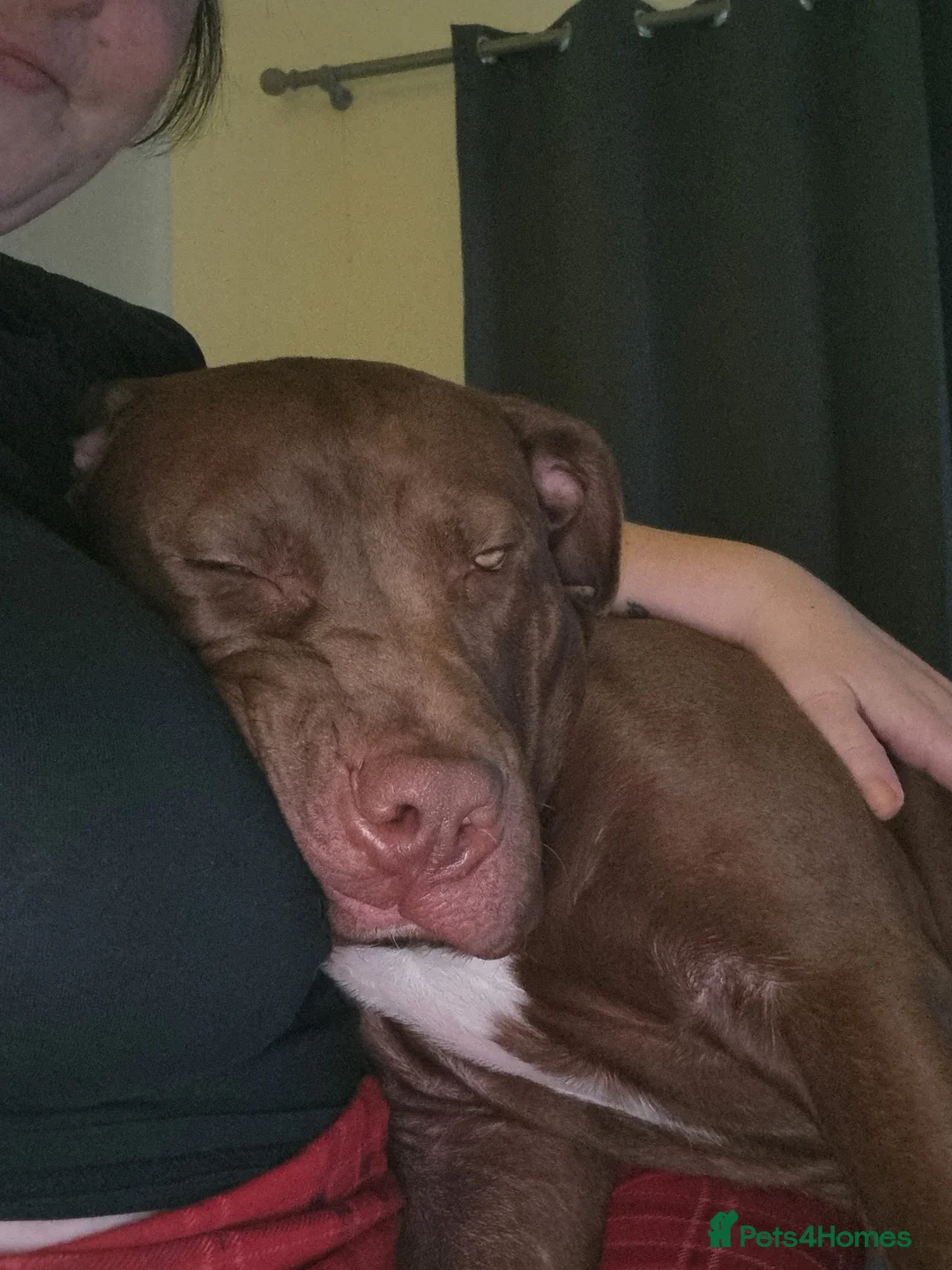 American Bulldog dogs for sale: dog for sale - Advert 2