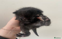 Russian Blue cats for sale: Mixed Russian blue kittens - Image 2