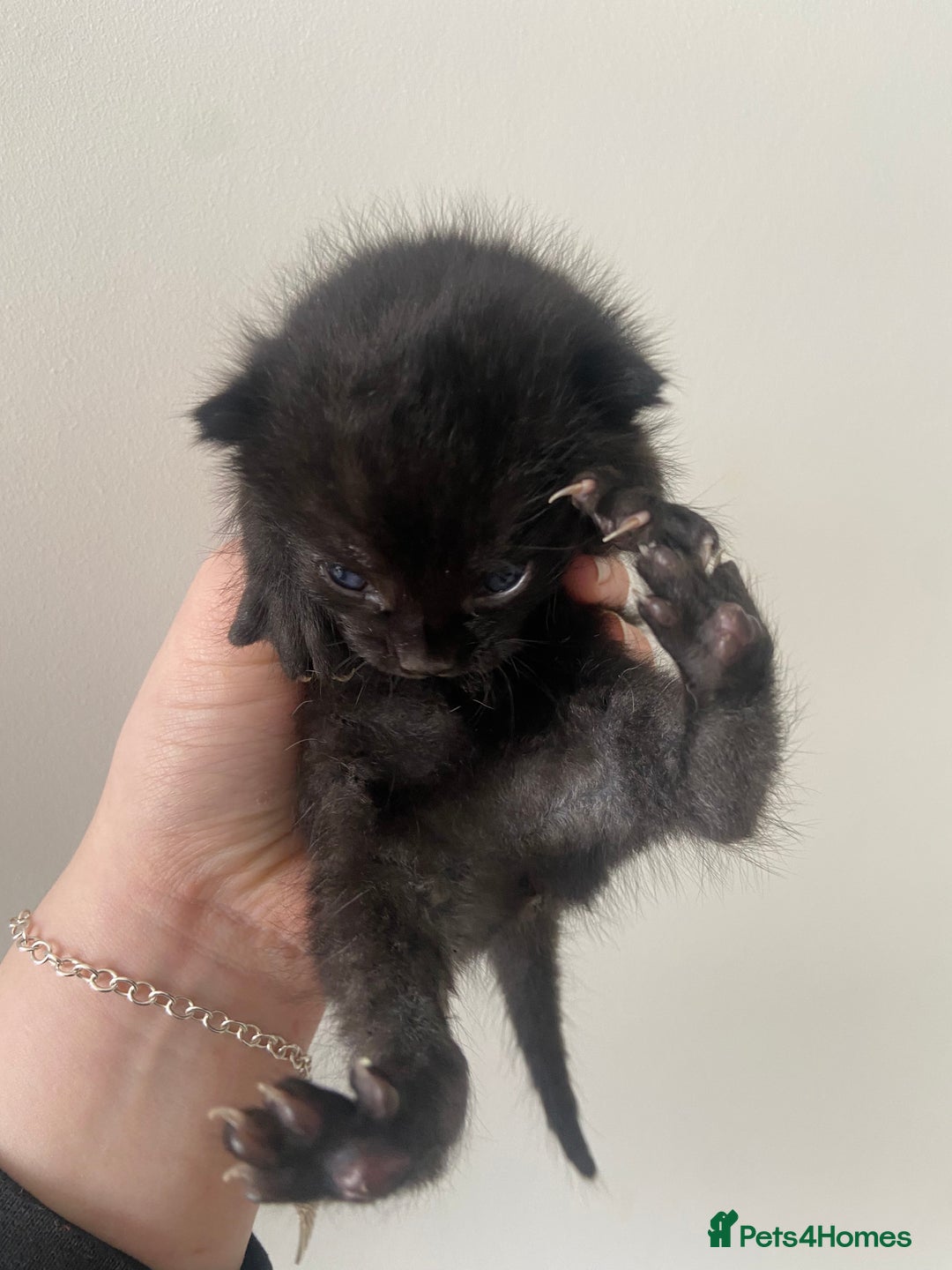 Russian Blue cats for sale: Mixed Russian blue kittens - Image 2
