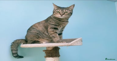 Mixed Breed cats - Advert 7