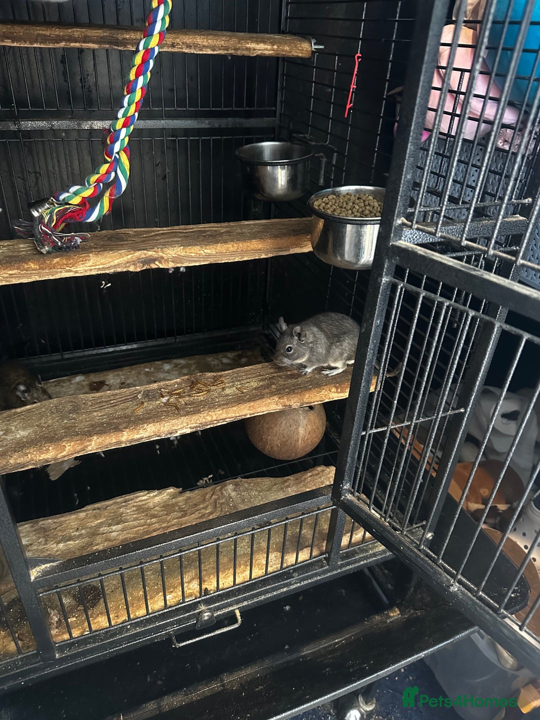 Degus rodents for sale: 2 boy Degus - Image 7