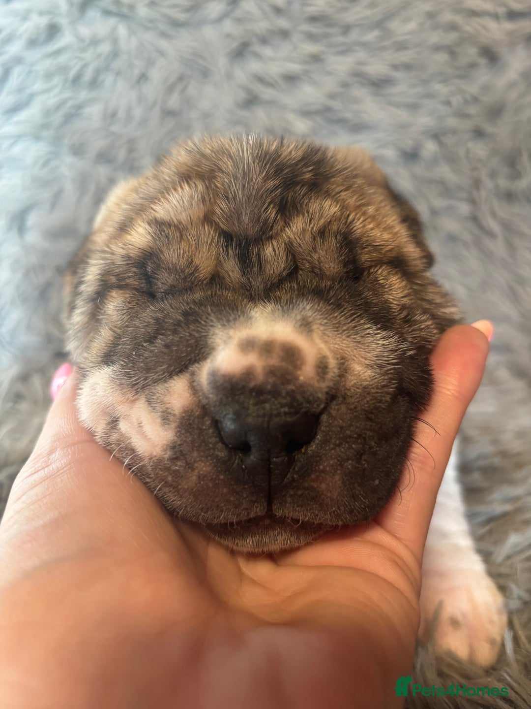 Shar Pei dogs for sale: SHAR PEI PUPS READY NOW - Advert 1