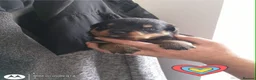 Rottweiler dogs for sale: Beautiful Rottweiler puppy’s  in Weston-super-Mare - Advert 2
