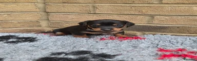 Jackshund Puppy 1