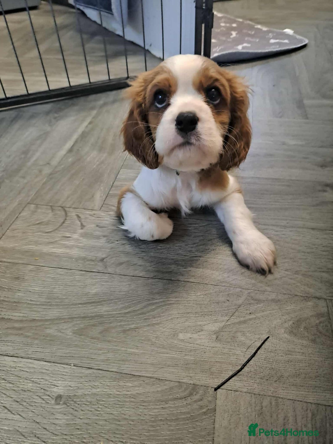 Cavalier King Charles Spaniel dogs for sale: King Charles cavalier 1 boy left!  - Image 13