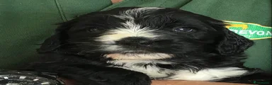 Saint Berdoodle microchip number 988