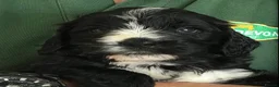 Saint Berdoodle dogs for sale: Striking and Rare Saint Bernadoodle Pups - Advert 32