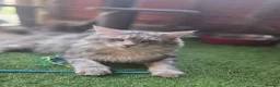Maine Coon cats for sale: Sliver Tabby Male Maine coon - Advert 5