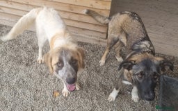 Mixed Breed dogs for adoption: Islay - In Ayr looking for a home  - Image 8