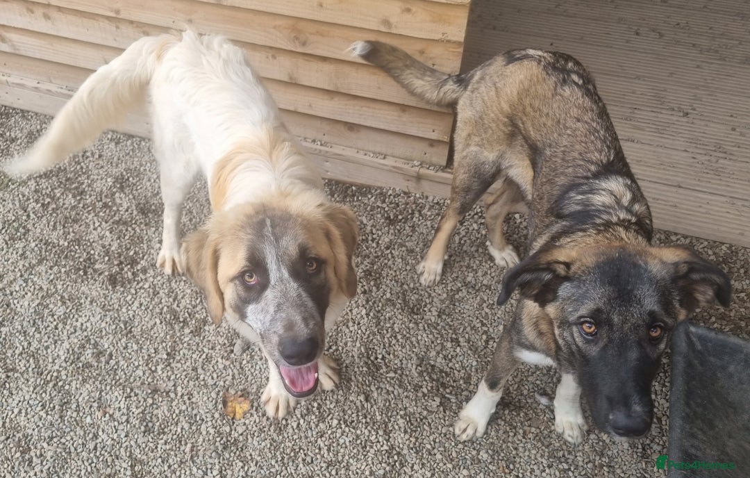 Mixed Breed dogs for adoption: Islay - In Ayr looking for a home  - Image 8