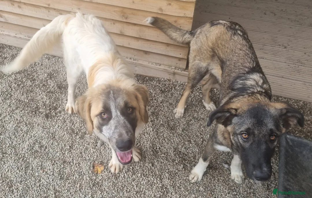 Mixed Breed dogs for adoption: Islay - In Ayr looking for a home  - Advert 8