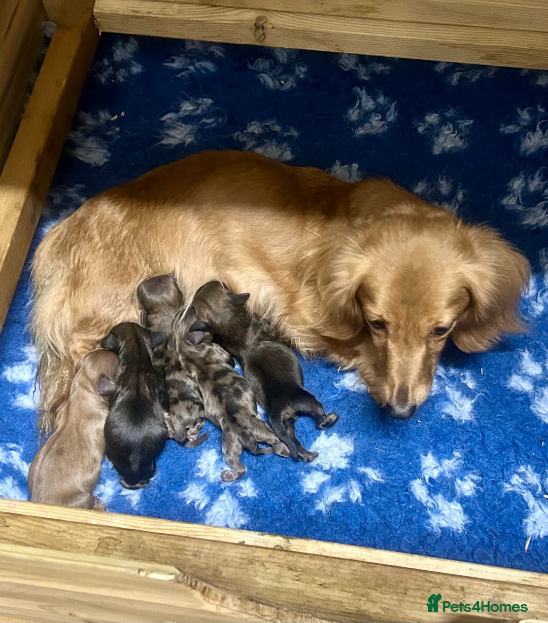 Miniature Dachshund dogs for sale: Miniature Daschund puppies - Advert 12