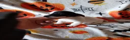 Jack Russell dogs for sale: Mini jack Russell  - Advert 7