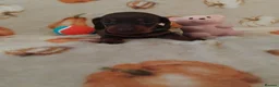 Miniature Dachshund dogs for sale: Miniat Dachshund puppy READY TO LEAVE  - Advert 7