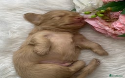 Miniature Dachshund dogs for sale: 𝕃𝕠𝕟𝕘 𝕙𝕒𝕚𝕣𝕖𝕕 𝕔𝕣𝕖𝕒𝕞 𝕡𝕦𝕡𝕡𝕚𝕖𝕤 🧸 - Image 25
