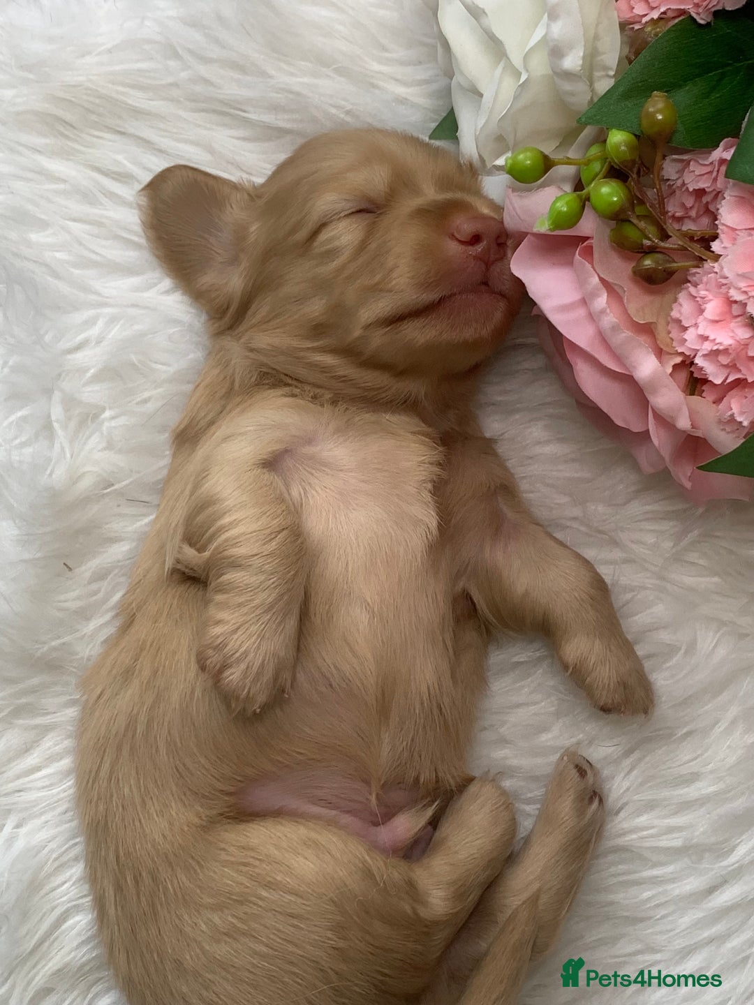Miniature Dachshund dogs for sale: 𝕃𝕠𝕟𝕘 𝕙𝕒𝕚𝕣𝕖𝕕 𝕔𝕣𝕖𝕒𝕞 𝕡𝕦𝕡𝕡𝕚𝕖𝕤 🧸 - Image 25