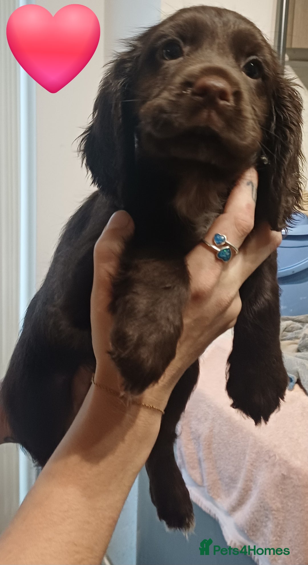 Sprocker dogs for sale: Beautifull Sprocker spaniel puppies, ready now! - Advert 5