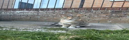 Mixed Breed cats for sale: Binx and Beau  - Advert 7