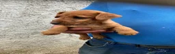 Lakeland Terrier dogs for sale: Gorgeous Lakeland Terrier Puppy for sale  - Advert 1