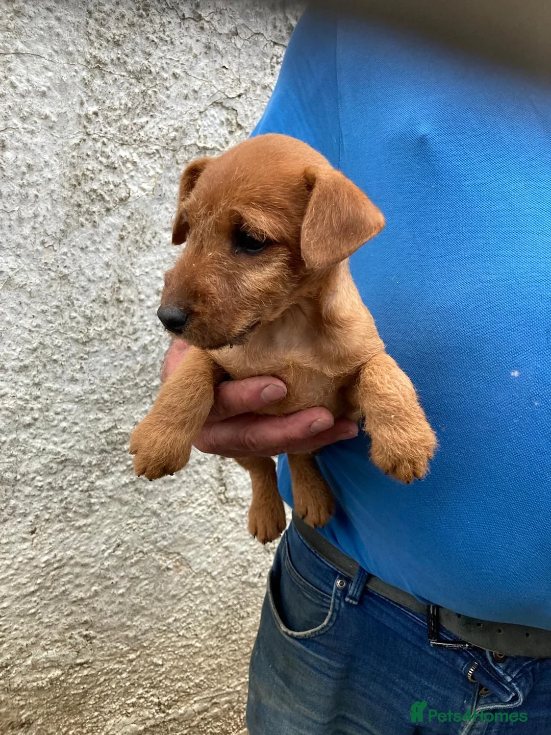 Lakeland Terrier dogs for sale: Gorgeous Lakeland Terrier Puppy for sale  - Advert 1