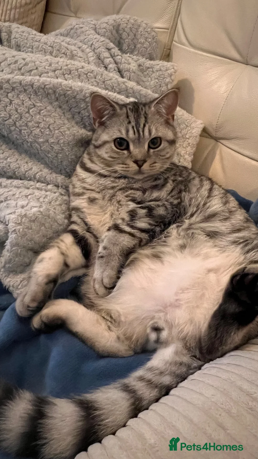 British Shorthair cats for sale: 2 x British Shorthair Mix For Sale!  in Birmingham - Advert 17