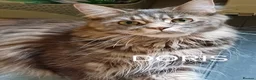 Maine Coon cats for sale: Brother and Sister  - Advert 5