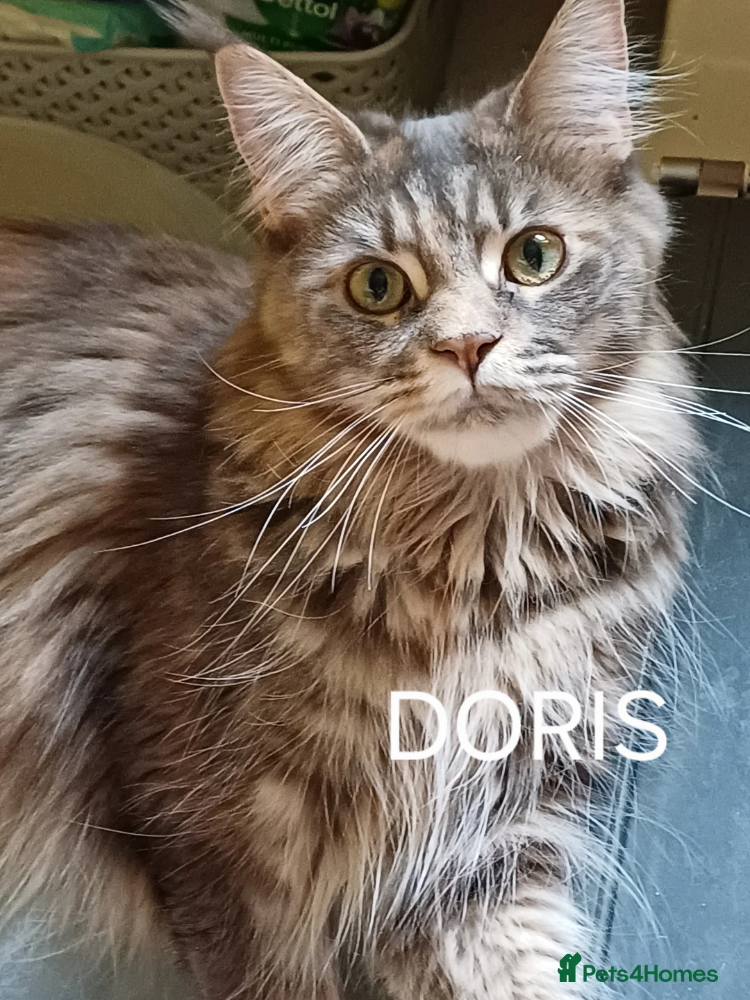 Maine Coon cats for sale: Brother and Sister  - Advert 5